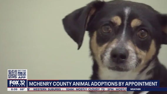 McHenry County hosting appointment-only adoptions for new pets