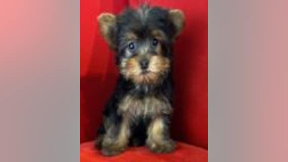 Puppy stolen from Arlington Heights pet store