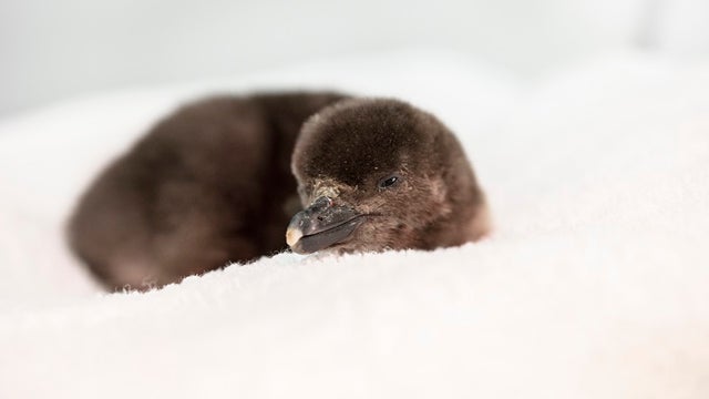 2 Magellanic penguin chicks hatch at Shedd Aquarium