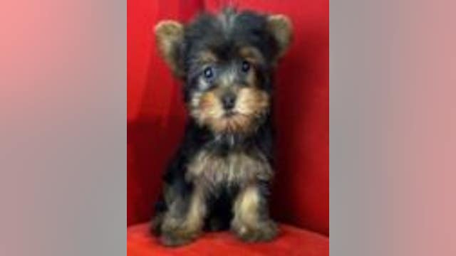 Puppy stolen from Arlington Heights pet store