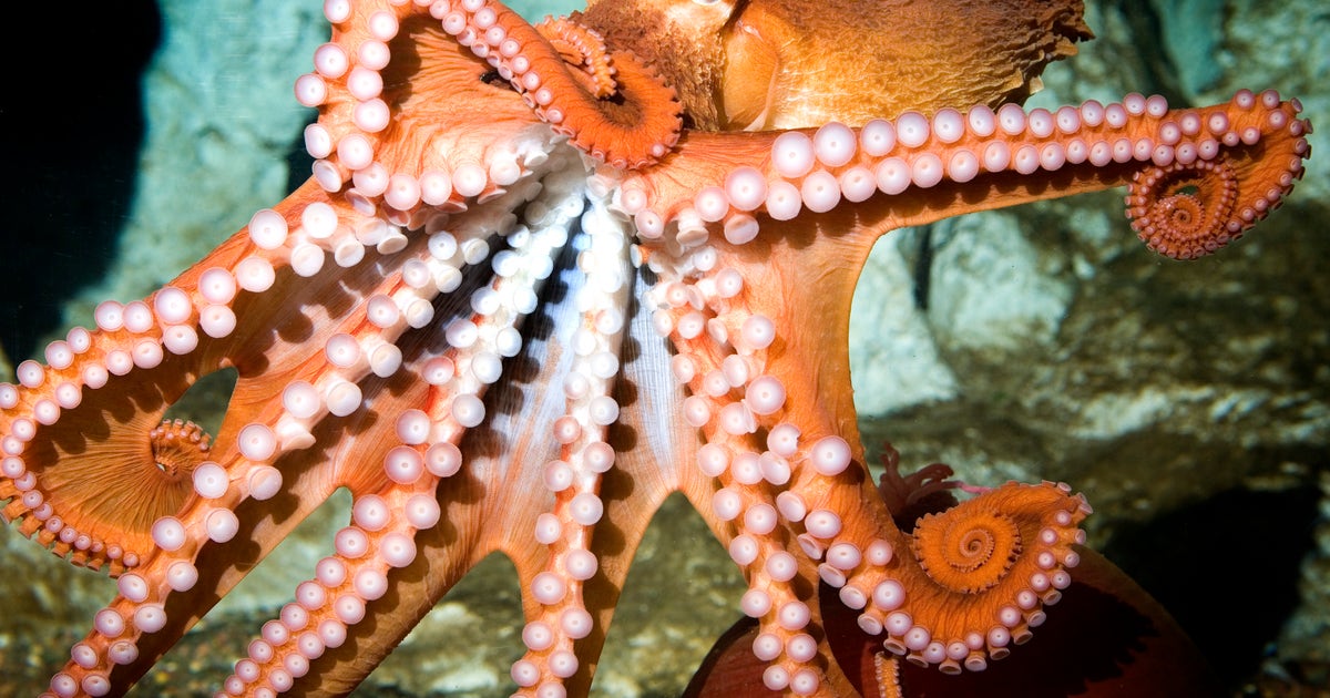 Giant-Pacific-Octopus-5115.jpg