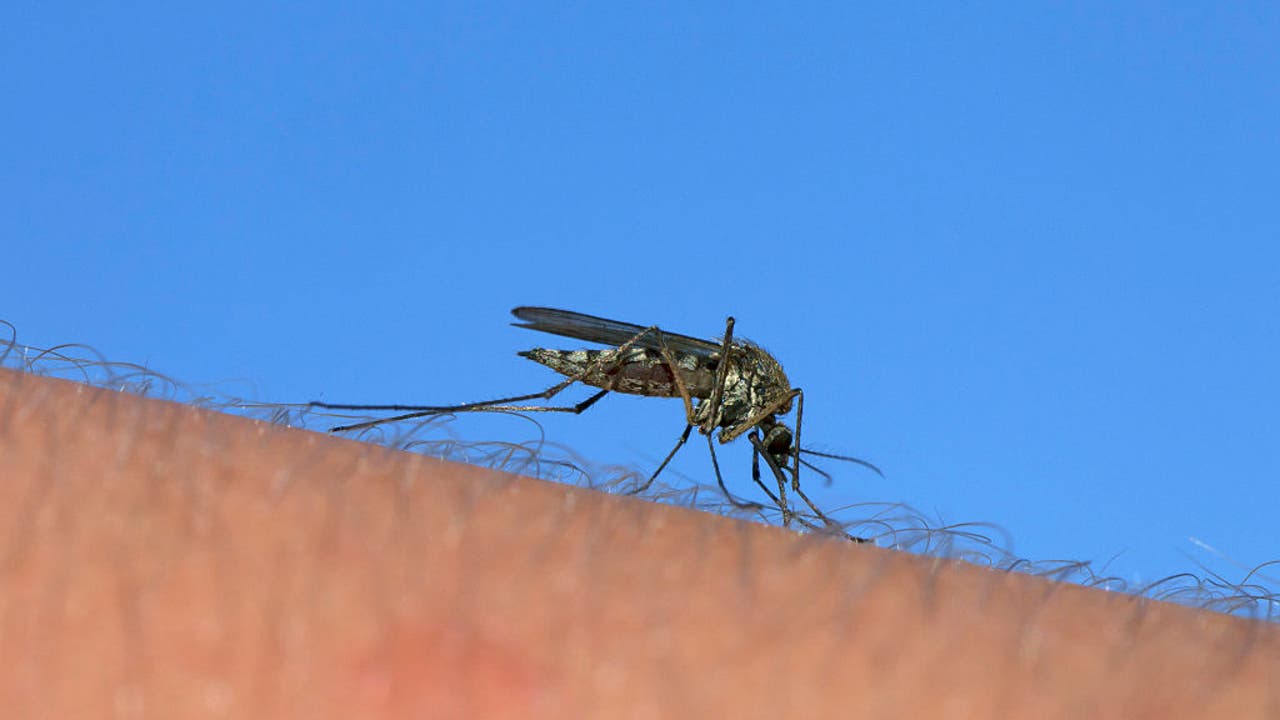 Chicago To Spray Insecticide To Protect Against West Nile Virus FOX   GettyImages 584683050 