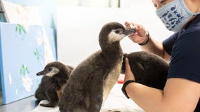 Another Magellanic penguin chick hatches at Shedd Aquarium