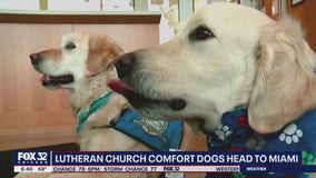 Lutheran Church comfort dogs head to Miami to soothe victims of condo collapse