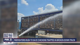 After truck breaks down, Addison firefighters hose down chickens to keep them cool in the heat