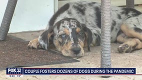 Arlington Heights couple fosters dozens of dogs during pandemic