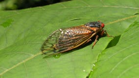 Man crashes car after cicada 'smacked' him in the face