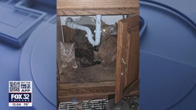 Abandoned cats saved from hoarder home in McHenry County