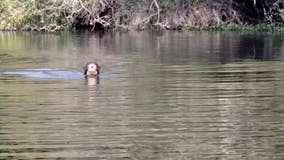 Giant river otter resurfaces in Argentina; experts thought it was locally extinct