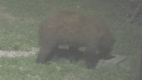 Four black bears have been spotted in Indiana