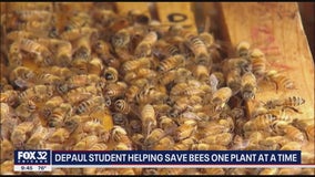 Save the bees! DePaul grad giving away pollinator plants to help Rusty Patch Bumble Bee population