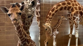 It's a boy! Oklahoma zoo welcomes endangered baby giraffe
