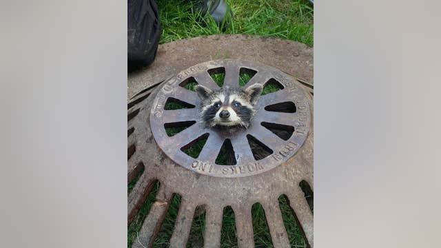 Baby raccoon freed after getting head stuck in sewer cover