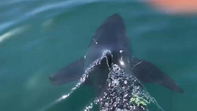 Fearless fisherman frees great white shark caught in fishing lines