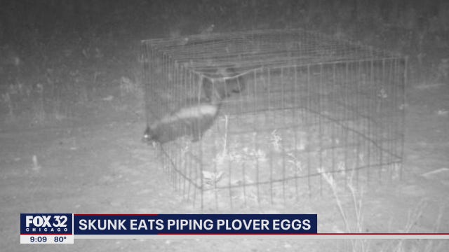 Piping plover nest at Montrose Beach attacked by skunk, all 4 eggs eaten