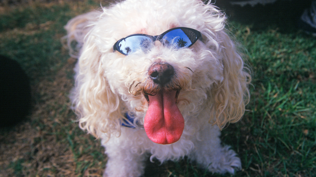 Chicago's most popular dog breed is Cockapoo, new survey of dog owners finds