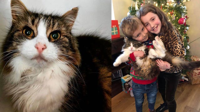 Family 'absolutely shocked' when cat they thought they cremated returns home
