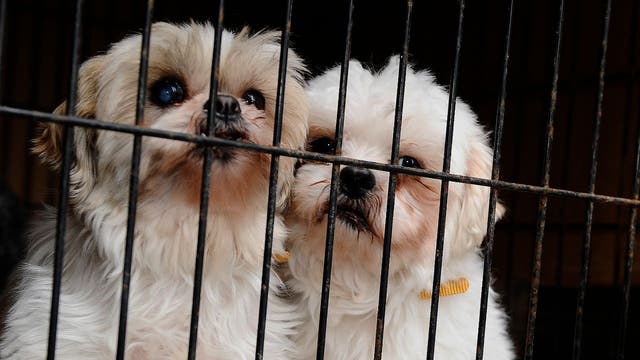 Bill seeking to ban sale of puppy mill pets in Illinois shops heads to Pritzker's desk