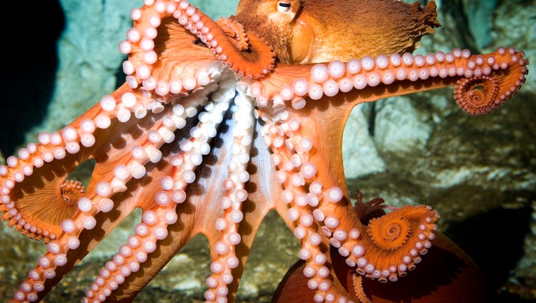 Chicago's Shedd Aquarium asking guests to help name new giant