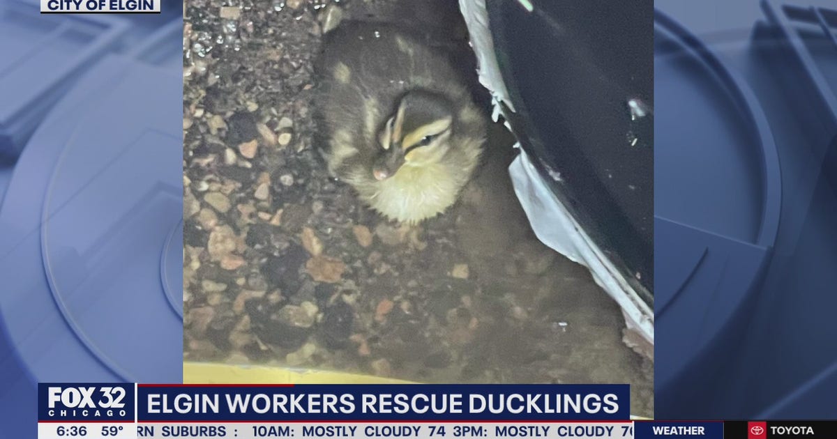 Elgin workers rescue ducklings stuck in storm drain | FOX 32 Chicago