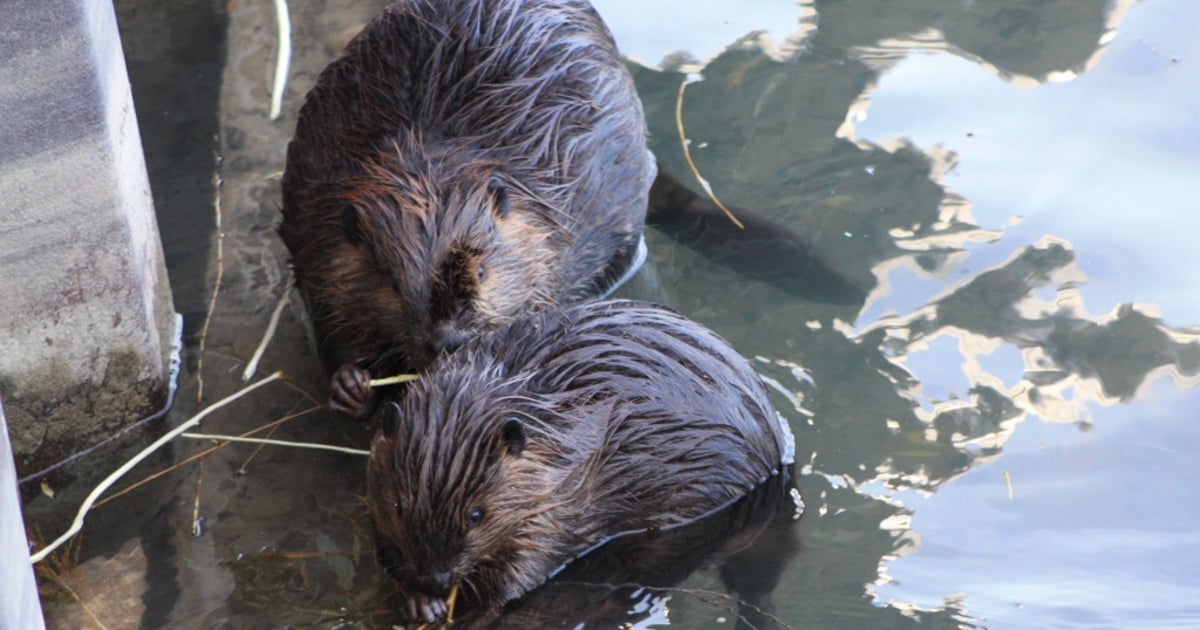Mystery surrounds deaths of 3 beavers on Northwestern University campus ...