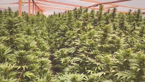 Marijuana bust: 16 tons of illegal marijuana, valued at $1.2B, seized in Antelope Valley