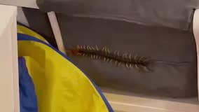 Kyle family surprised to find large centipede in daughter's room