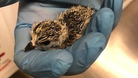 Piping plover egg being ignored by parents on Chicago beach hatches, baby is successfully returned