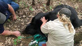 Bear that traveled through several Midwest states dies in Louisiana