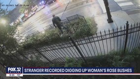 Surveillance video shows man digging up woman's plants in Lakeview