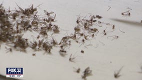 Hordes of mosquitoes emerge in Chicagoland following heavy rain