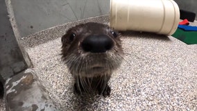 Orphaned river otter pup finds new home at Oregon Zoo