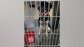 Owner charged with animal cruelty after dog rescued from hot car in Aurora