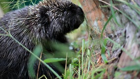 Ex-cops in Maine get jail time for beating porcupines to death