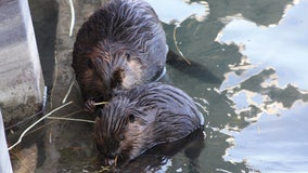 Mystery surrounds deaths of 3 beavers on Northwestern University campus