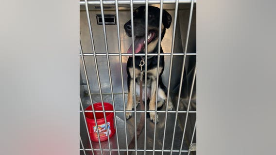 Owner charged with animal cruelty after dog rescued from hot car in Aurora