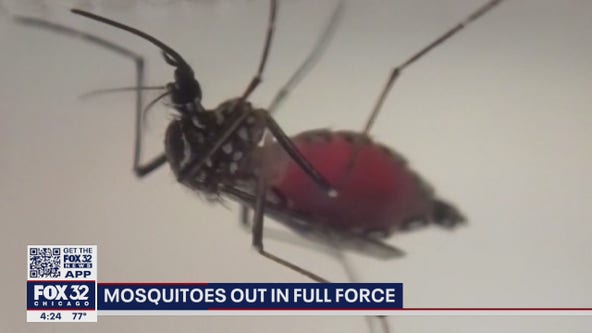 Mosquitoes out in full force this summer