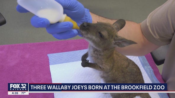 They're here! Brookfield Zoo welcomes three new wallaby joey