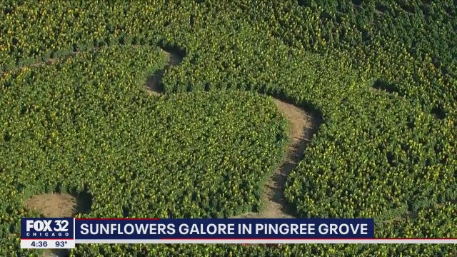 Suburban skyview: Thousands of sunflowers bloom in Kane County