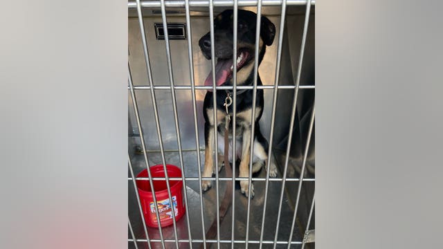 Owner charged with animal cruelty after dog rescued from hot car in Aurora