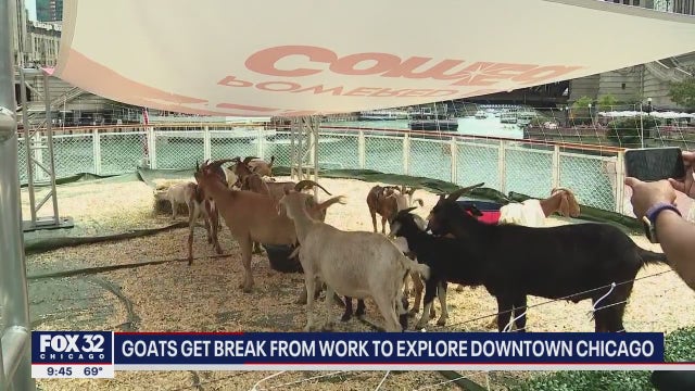 Goats take boat cruise on Chicago River thanks to ComEd