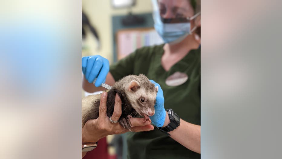 ferret-vaccinate.jpeg