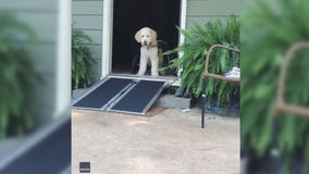 Rescue dog tests out new wheelchair ramp in heartwarming video