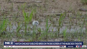 Chicago's beloved piping plovers coming to Music Box Theatre in new documentary