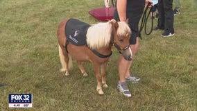 Melrose Park hospital staff surprised with therapeutic mini-horses