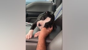 Sheriff: Florida couple arrested for leaving puppy in hot car at mall