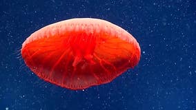 NOAA spots possible unidentified jellyfish