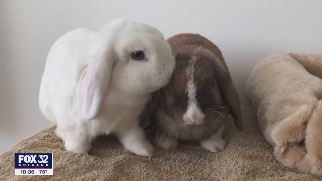 Chicago animal shelter overwhelmed by amount of pet rabbits being abandoned