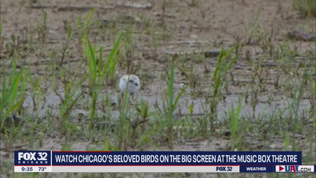 Chicago's beloved piping plovers coming to Music Box Theatre in new documentary