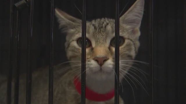 PAWS Chicago rescuing animals displaced by Hurricane Ida